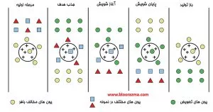 کروماتوگرافی تبادل یونی