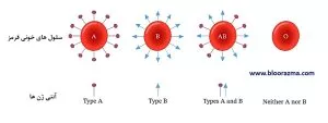 انواع گروه خونی