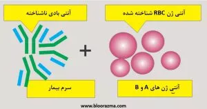 سیستم معکوس در تعیین گروه خونی