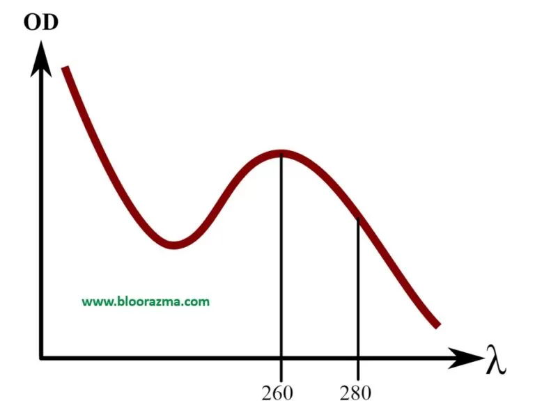 ماکزیمم جذب اسیدنوکئیک ها (260 nm) و پروتئین (280 nm)