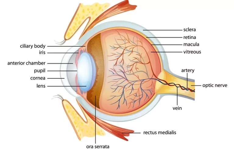 شکل1- ساختار چشم انسان