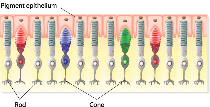 شکل4- گیرنده های نوری در چشم