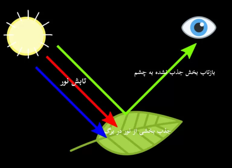  بازتاب نور و رنگ گیاهان